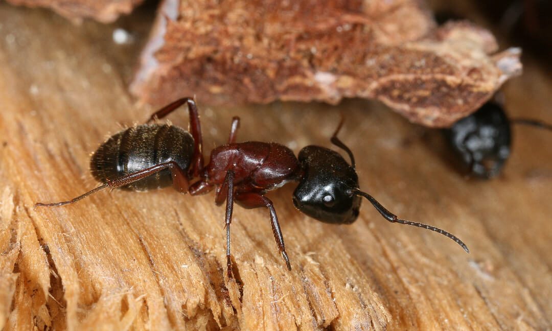 Beyond Termites: Other Common Wood Destroying Organisms