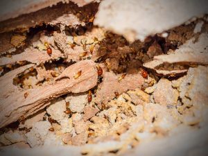 protect your home from termites