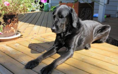 4 Deck Safety Practices to Keep Kids and Pets Safe
